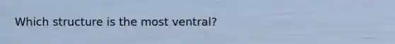 Which structure is the most ventral?