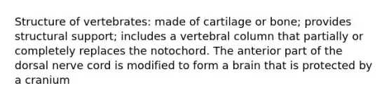 Structure of vertebrates: made of cartilage or bone; provides structural support; includes a vertebral column that partially or completely replaces the notochord. The anterior part of the dorsal nerve cord is modified to form a brain that is protected by a cranium