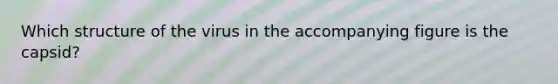 Which structure of the virus in the accompanying figure is the capsid?
