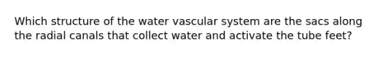 Which structure of the water vascular system are the sacs along the radial canals that collect water and activate the tube feet?