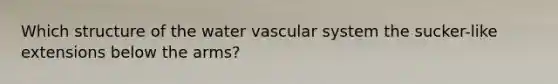 Which structure of the water vascular system the sucker-like extensions below the arms?