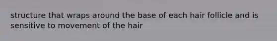 structure that wraps around the base of each hair follicle and is sensitive to movement of the hair