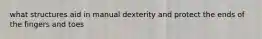 what structures aid in manual dexterity and protect the ends of the fingers and toes