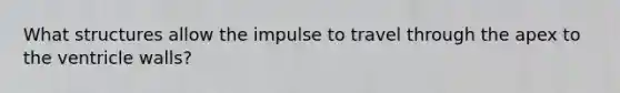 What structures allow the impulse to travel through the apex to the ventricle walls?