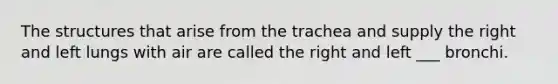 The structures that arise from the trachea and supply the right and left lungs with air are called the right and left ___ bronchi.