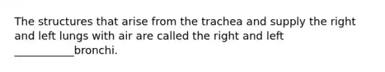 The structures that arise from the trachea and supply the right and left lungs with air are called the right and left ___________bronchi.