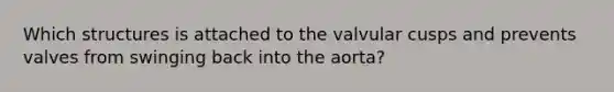 Which structures is attached to the valvular cusps and prevents valves from swinging back into the aorta?