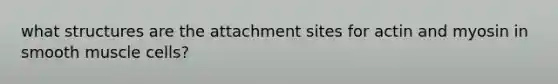 what structures are the attachment sites for actin and myosin in smooth muscle cells?