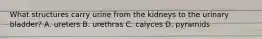 What structures carry urine from the kidneys to the urinary bladder? A. ureters B. urethras C. calyces D. pyramids