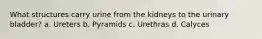 What structures carry urine from the kidneys to the urinary bladder? a. Ureters b. Pyramids c. Urethras d. Calyces