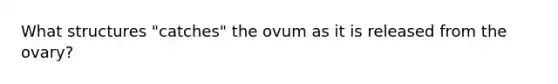 What structures "catches" the ovum as it is released from the ovary?