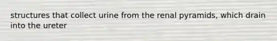structures that collect urine from the renal pyramids, which drain into the ureter