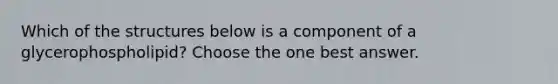 Which of the structures below is a component of a glycerophospholipid? Choose the one best answer.