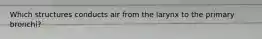 Which structures conducts air from the larynx to the primary bronchi?