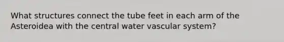 What structures connect the tube feet in each arm of the Asteroidea with the central water vascular system?