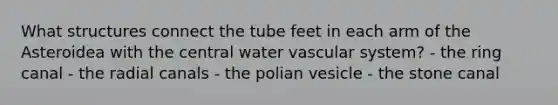 What structures connect the tube feet in each arm of the Asteroidea with the central water vascular system? - the ring canal - the radial canals - the polian vesicle - the stone canal