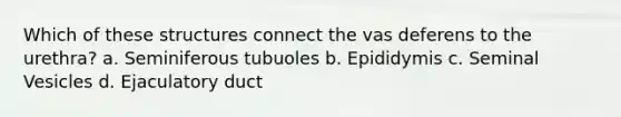 Which of these structures connect the vas deferens to the urethra? a. Seminiferous tubuoles b. Epididymis c. Seminal Vesicles d. Ejaculatory duct