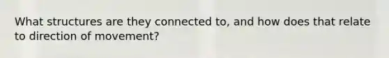What structures are they connected to, and how does that relate to direction of movement?