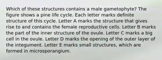 Which of these structures contains a male gametophyte? The figure shows a pine life cycle. Each letter marks definite structure of this cycle. Letter A marks the structure that gives rise to and contains the female reproductive cells. Letter B marks the part of the inner structure of the ovule. Letter C marks a big cell in the ovule. Letter D marks the opening of the outer layer of the integument. Letter E marks small structures, which are formed in microsporangium.