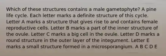 Which of these structures contains a male gametophyte? A pine life cycle. Each letter marks a definite structure of this cycle. Letter A marks a structure that gives rise to and contains female reproductive cells. Letter B marks a part of the inner structure of the ovule. Letter C marks a big cell in the ovule. Letter D marks a round structure in the outer layer of the integument. Letter E marks a small structure formed in a microsporangium. A B C D E