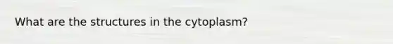 What are the structures in the cytoplasm?