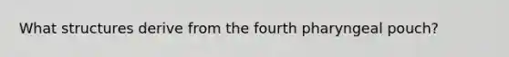 What structures derive from the fourth pharyngeal pouch?