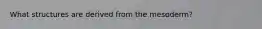 What structures are derived from the mesoderm?