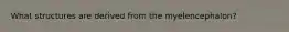 What structures are derived from the myelencephalon?