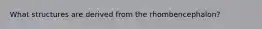 What structures are derived from the rhombencephalon?