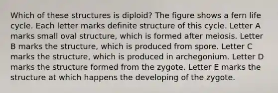 Which of these structures is diploid? The figure shows a fern life cycle. Each letter marks definite structure of this cycle. Letter A marks small oval structure, which is formed after meiosis. Letter B marks the structure, which is produced from spore. Letter C marks the structure, which is produced in archegonium. Letter D marks the structure formed from the zygote. Letter E marks the structure at which happens the developing of the zygote.