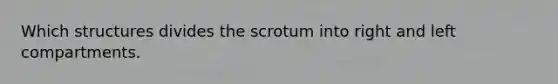 Which structures divides the scrotum into right and left compartments.