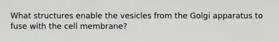 What structures enable the vesicles from the Golgi apparatus to fuse with the cell membrane?