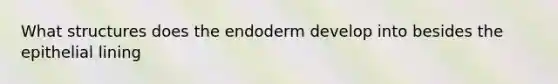 What structures does the endoderm develop into besides the epithelial lining