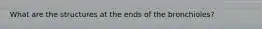 What are the structures at the ends of the bronchioles?