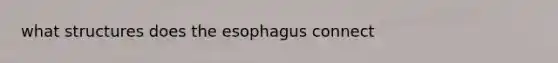 what structures does the esophagus connect