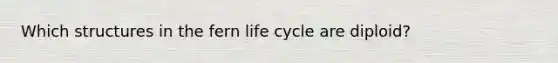 Which structures in the fern life cycle are diploid?