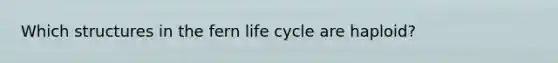 Which structures in the fern life cycle are haploid?