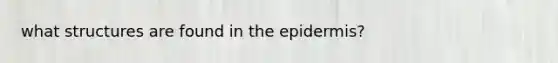 what structures are found in the epidermis?