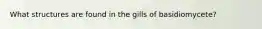 What structures are found in the gills of basidiomycete?