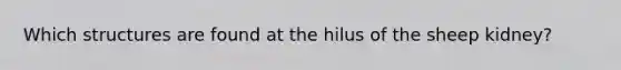 Which structures are found at the hilus of the sheep kidney?
