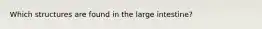 Which structures are found in the large intestine?