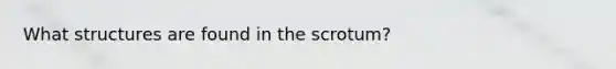 What structures are found in the scrotum?