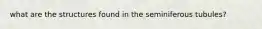 what are the structures found in the seminiferous tubules?