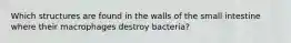 ​Which structures are found in the walls of the small intestine where their macrophages destroy bacteria?