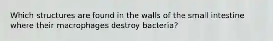 ​Which structures are found in the walls of the small intestine where their macrophages destroy bacteria?