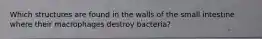 Which structures are found in the walls of the small intestine where their macrophages destroy bacteria?