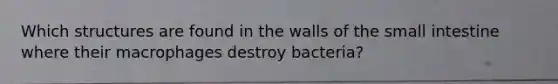 Which structures are found in the walls of the small intestine where their macrophages destroy bacteria?