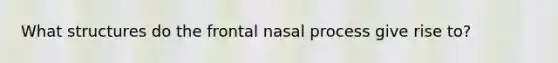 What structures do the frontal nasal process give rise to?