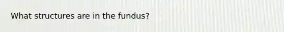 What structures are in the fundus?