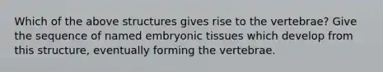 Which of the above structures gives rise to the vertebrae? Give the sequence of named embryonic tissues which develop from this structure, eventually forming the vertebrae.